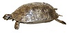 Germany, singing bird box in the form of a sterling silver turtle, the action triggered by a pull slide at the rear, the turtle with pivoted head and slight back and forth movement while the bird performs, 7 1/4" L, 20th century