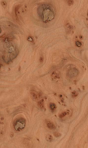 Carpathian Elm Burl wood sample