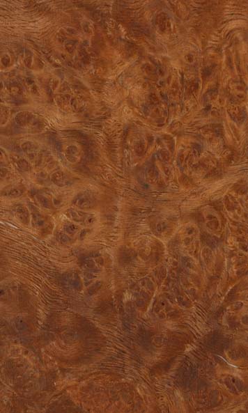 English Brown Oak Burl wood sample