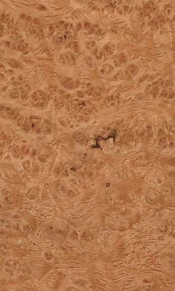 English Oak Burl wood sample