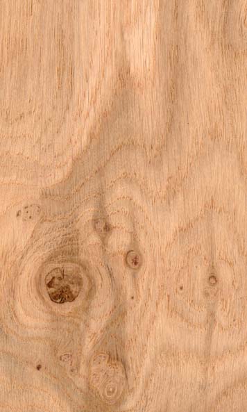 English Oak Cluster wood sample