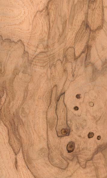 Olive Ash Burl wood sample