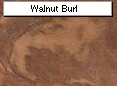 Walnut Burl