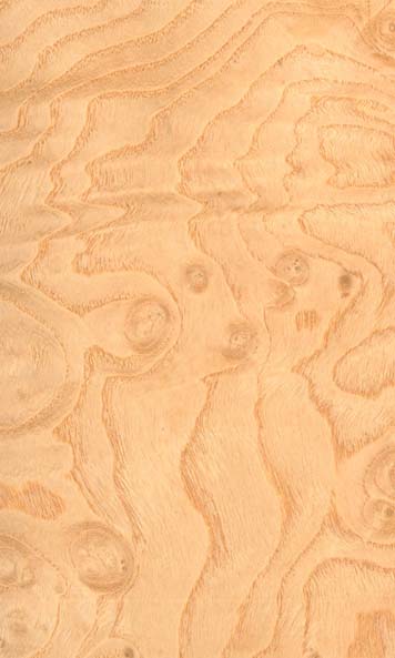 White Ash Burl wood sample